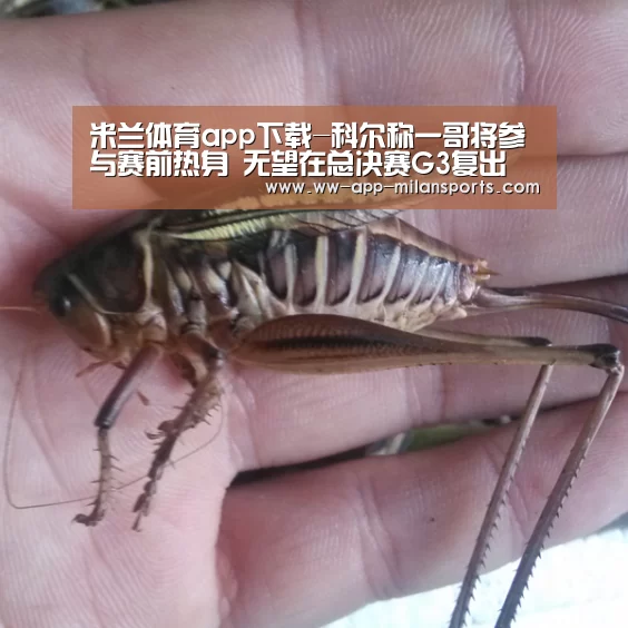 米兰体育app下载-科尔称一哥将参与赛前热身 无望在总决赛G3复出(图4) 米兰体育全站app